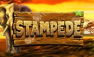 Stampede