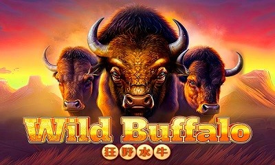 Wild Buffalo