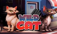 Wild Cat